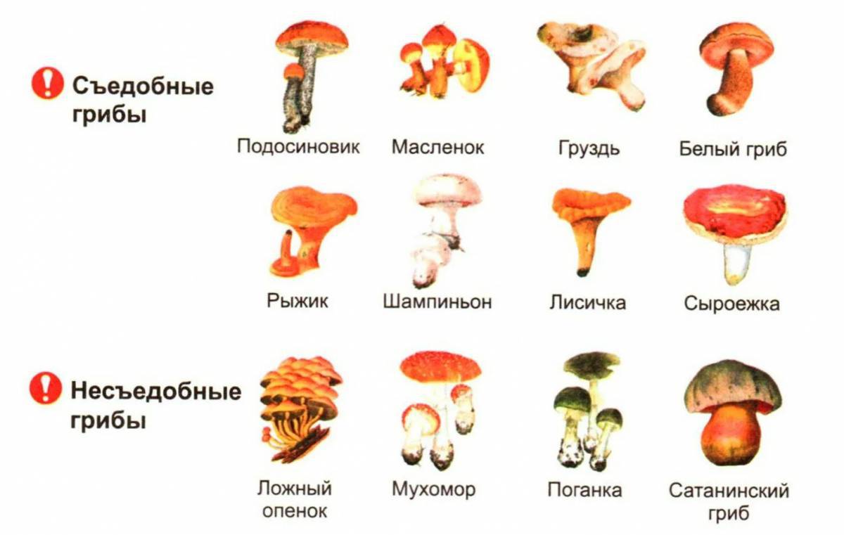 Съедобные и несъедобные грибы для детей #7
