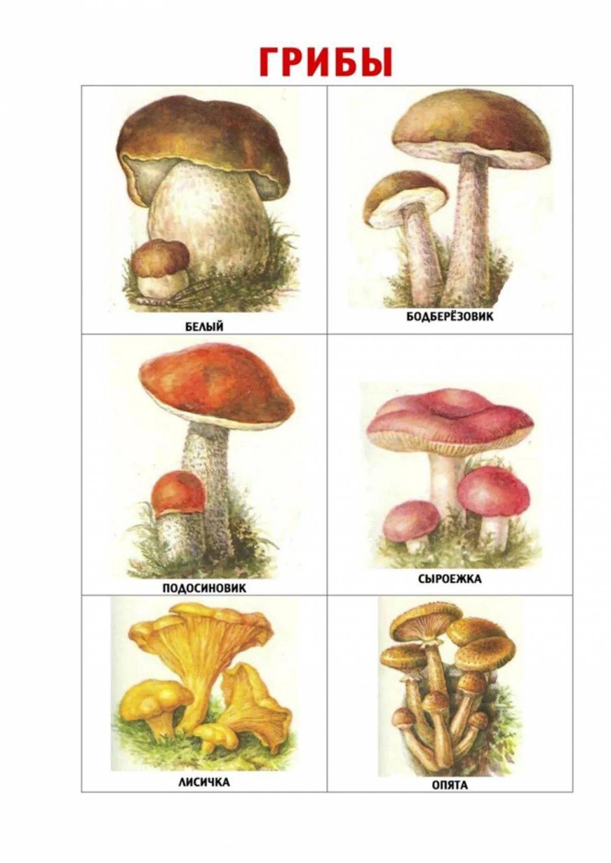 Съедобные и несъедобные грибы для детей #9