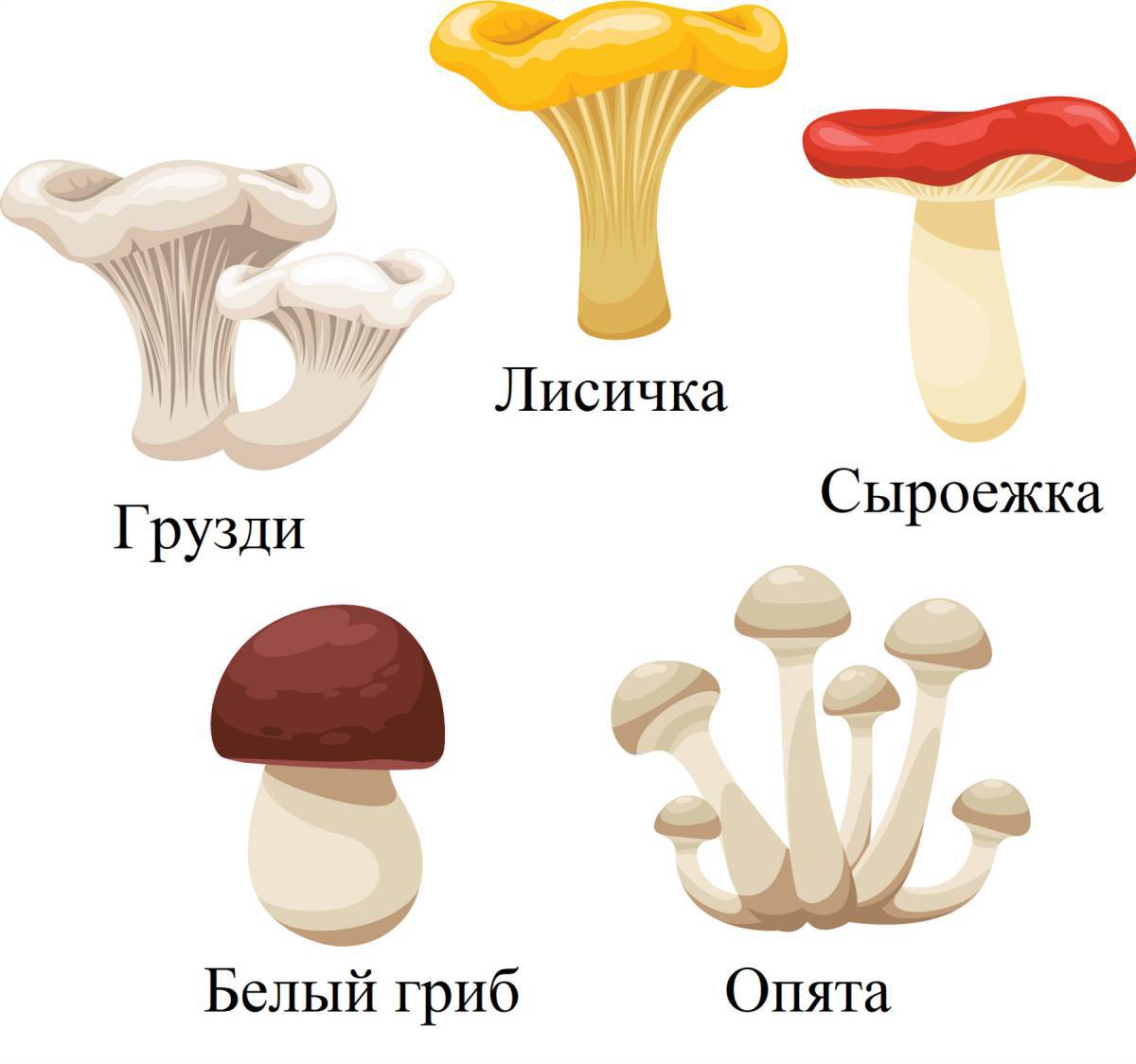 Съедобные и несъедобные грибы для детей #11