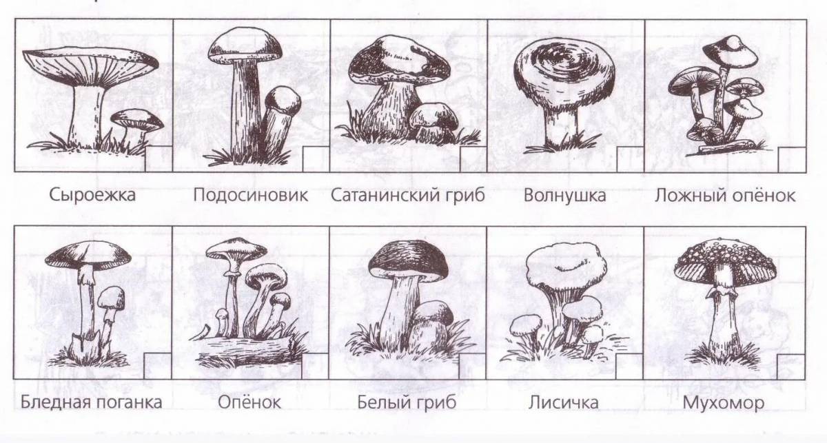 Съедобные и несъедобные грибы для детей #15