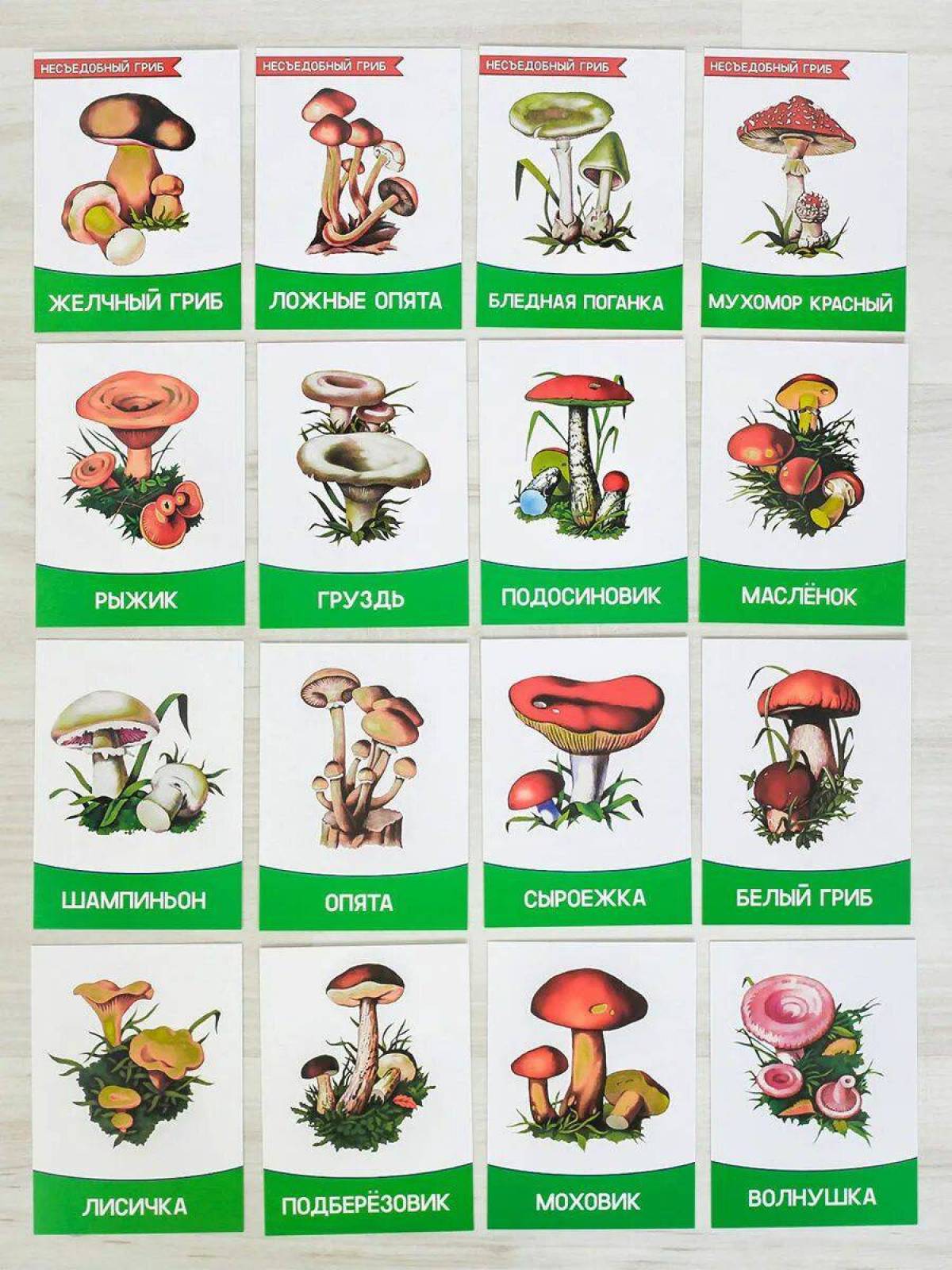 Съедобные и несъедобные грибы для детей #16