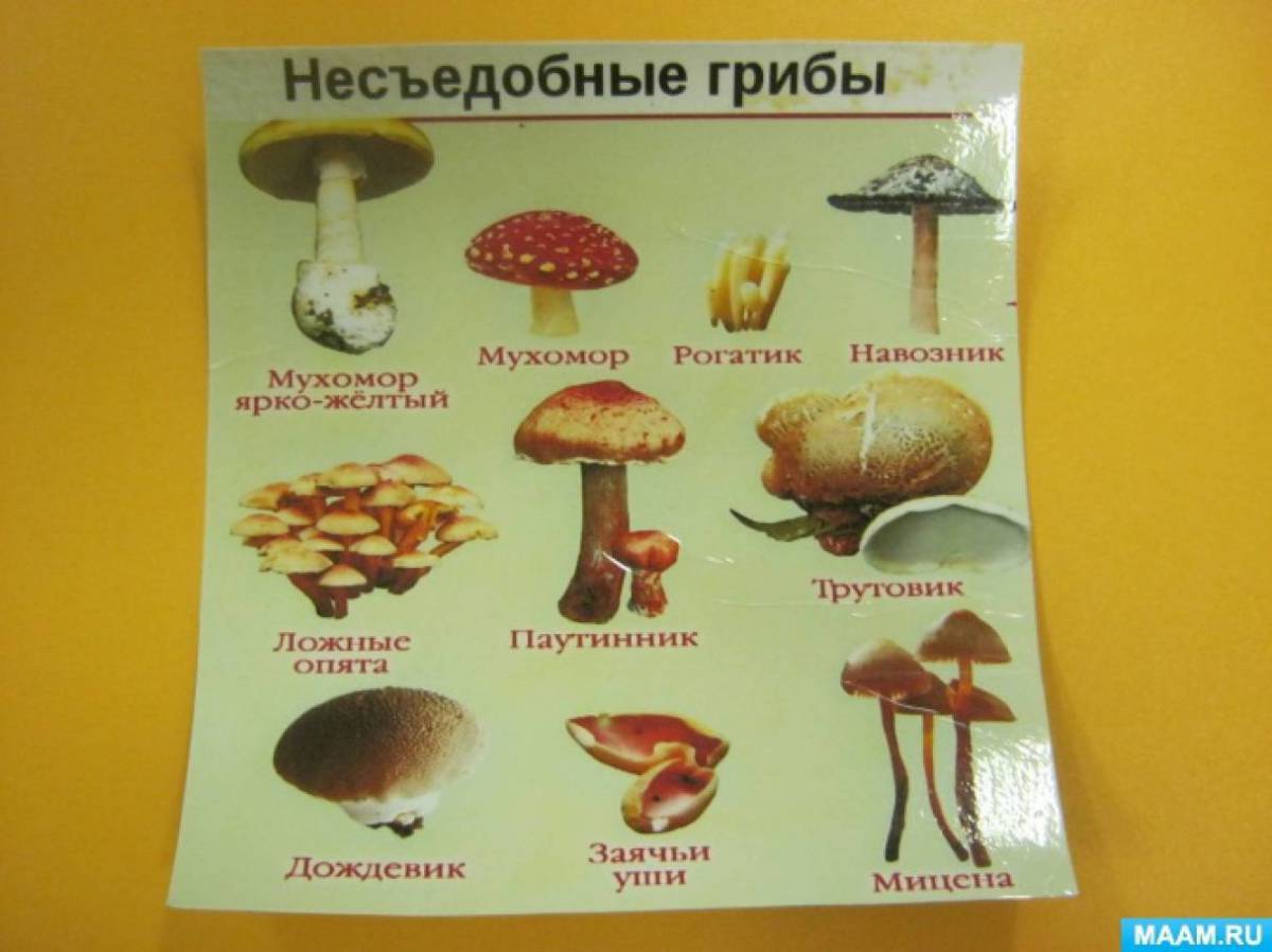 Съедобные и несъедобные грибы для детей #17