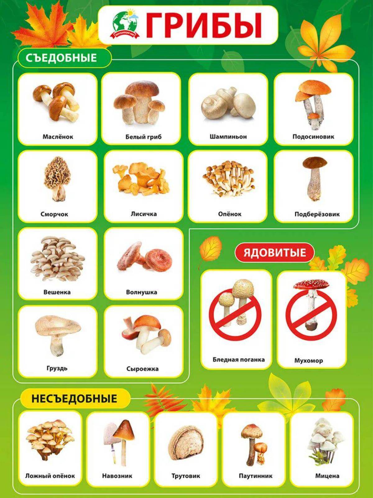 Съедобные и несъедобные грибы для детей #19