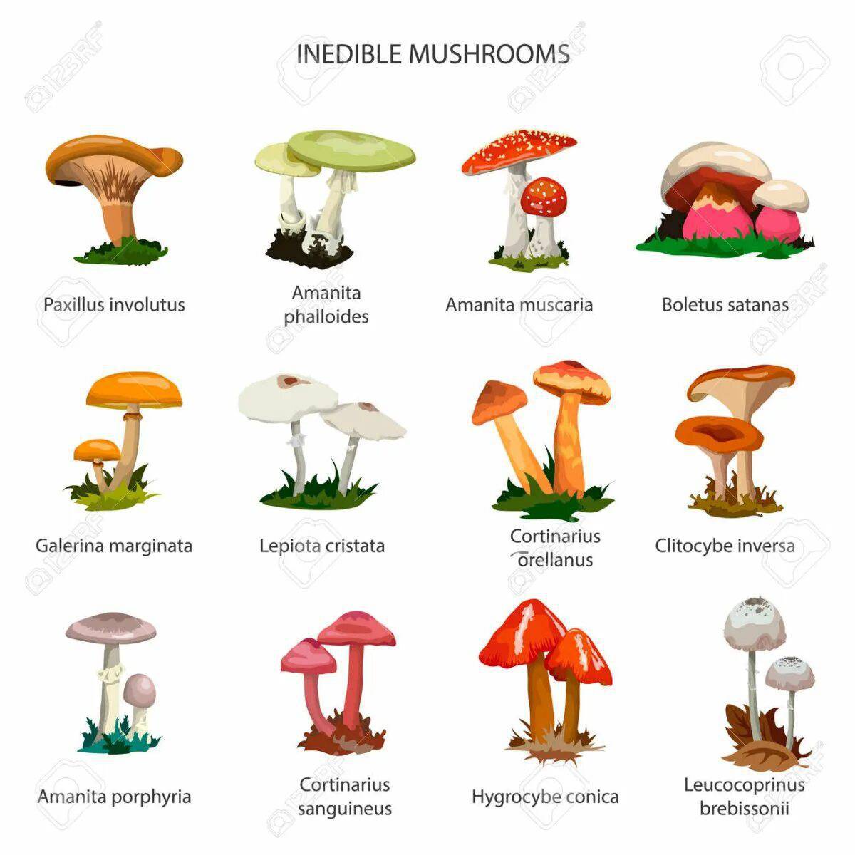 Съедобные и несъедобные грибы для детей #20