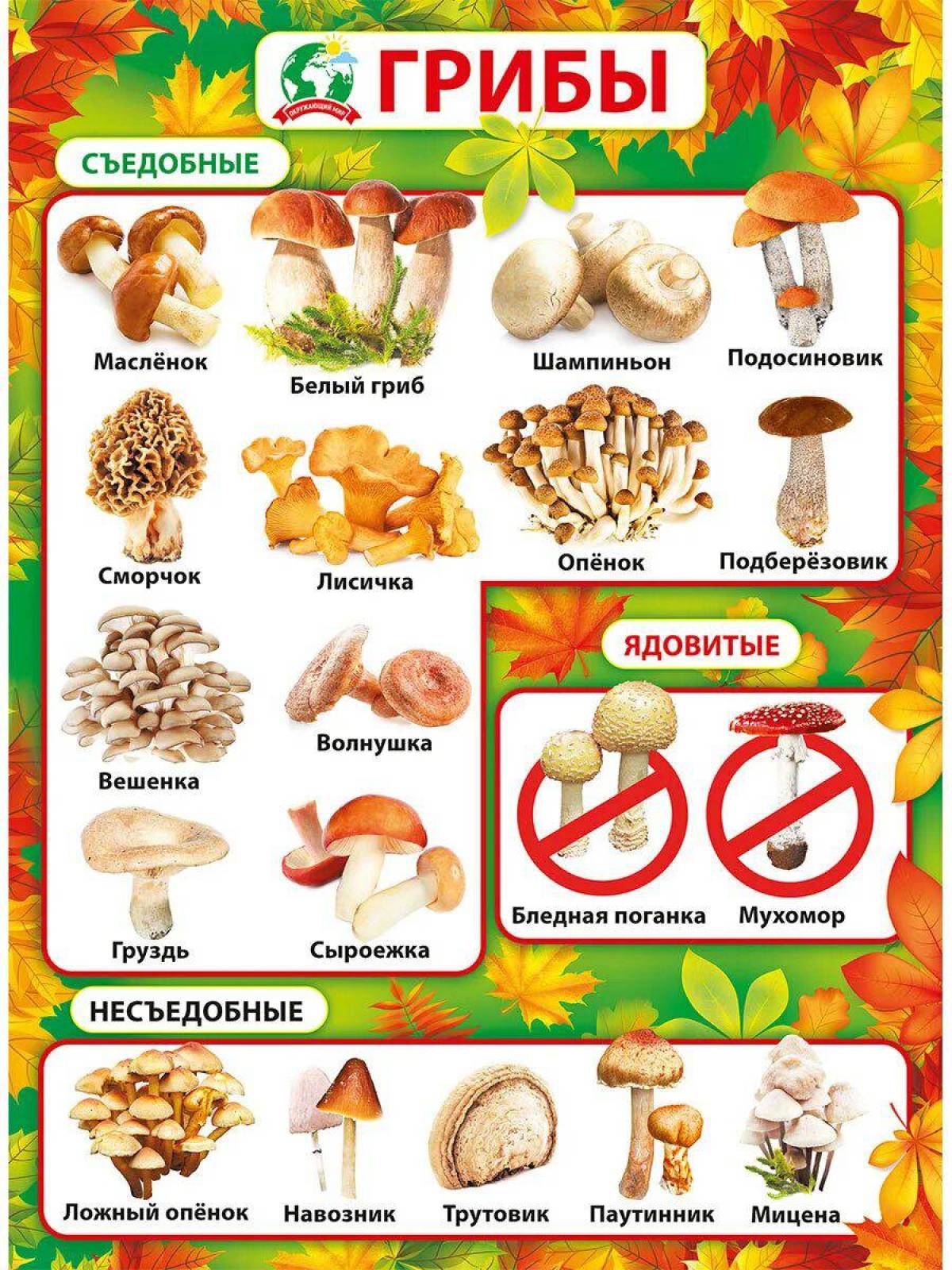 Съедобные и несъедобные грибы для детей #23