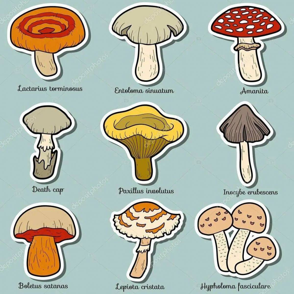 Съедобные и несъедобные грибы для детей #25