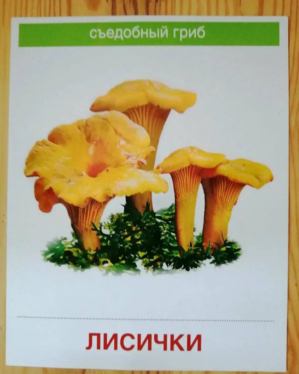 Съедобные и несъедобные грибы для детей #26