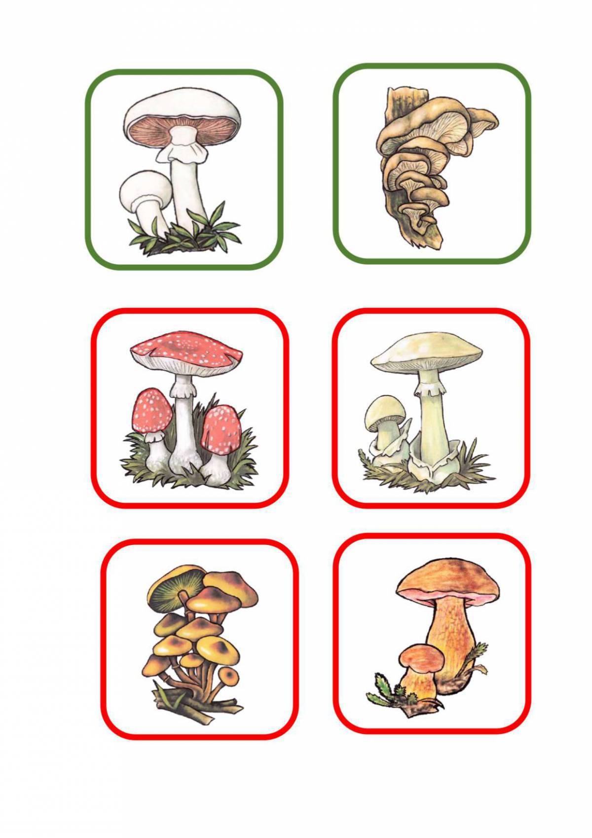 Съедобные и несъедобные грибы для детей #28
