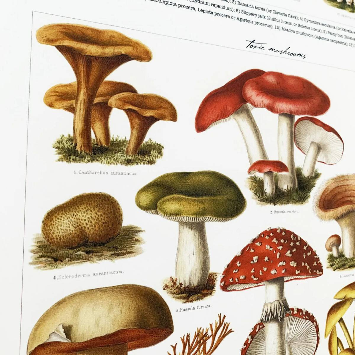 Съедобные и несъедобные грибы для детей #29