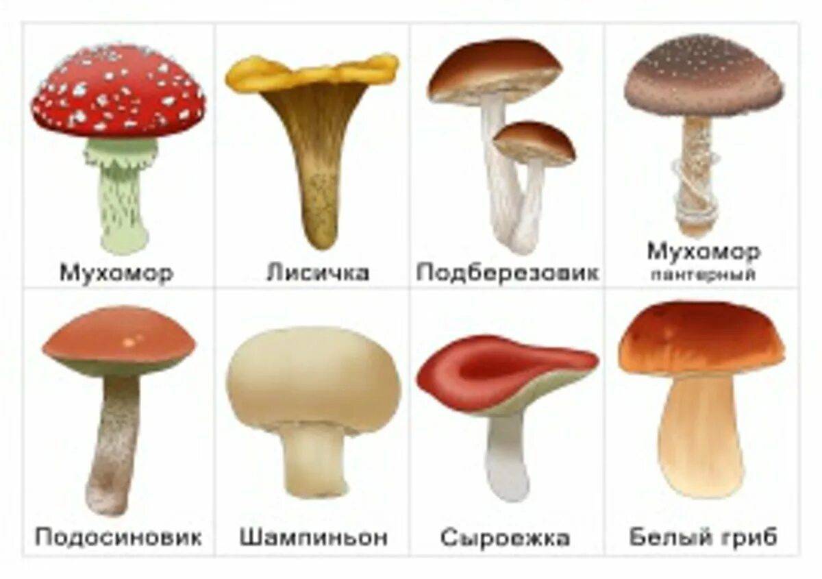 Съедобные и несъедобные грибы для детей #34