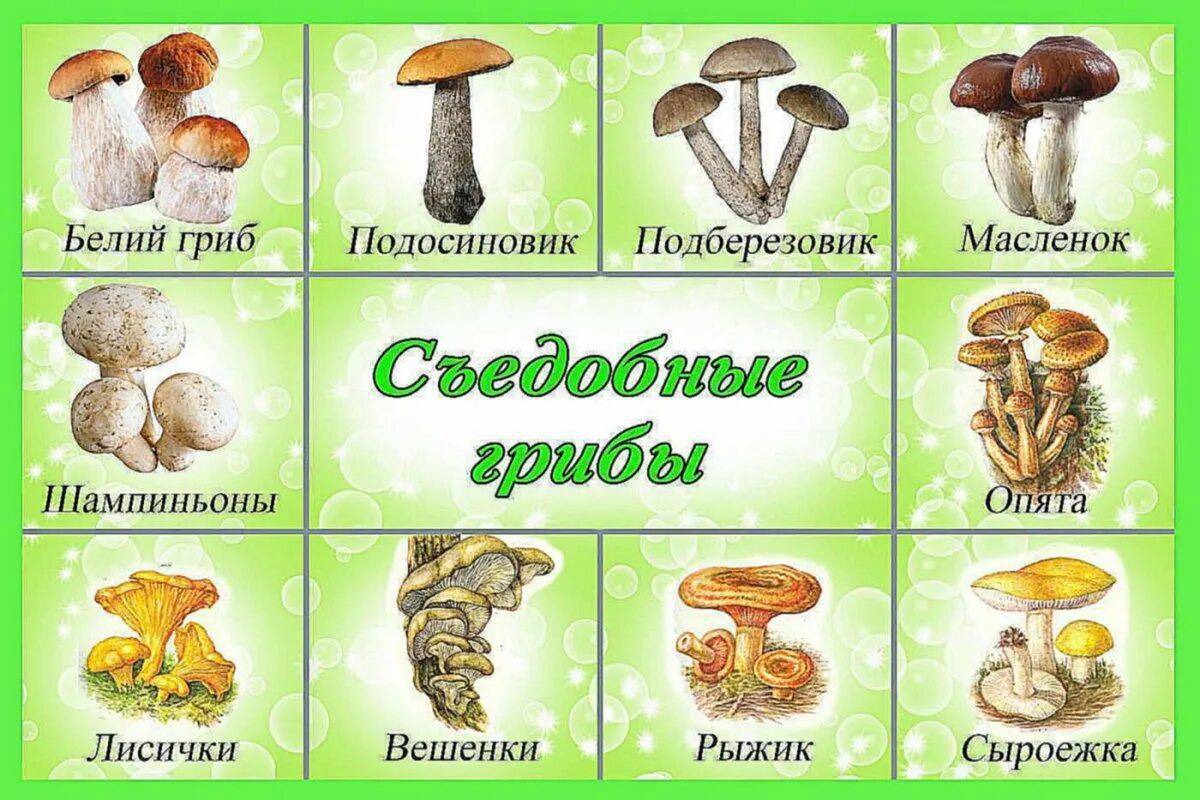 Съедобные и несъедобные грибы для детей #36