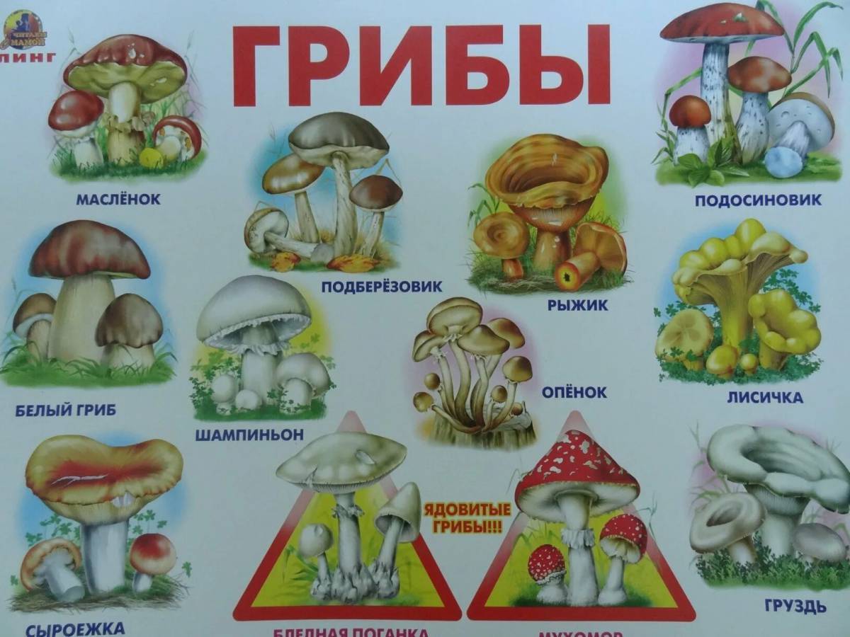 Съедобные и несъедобные грибы для детей #37