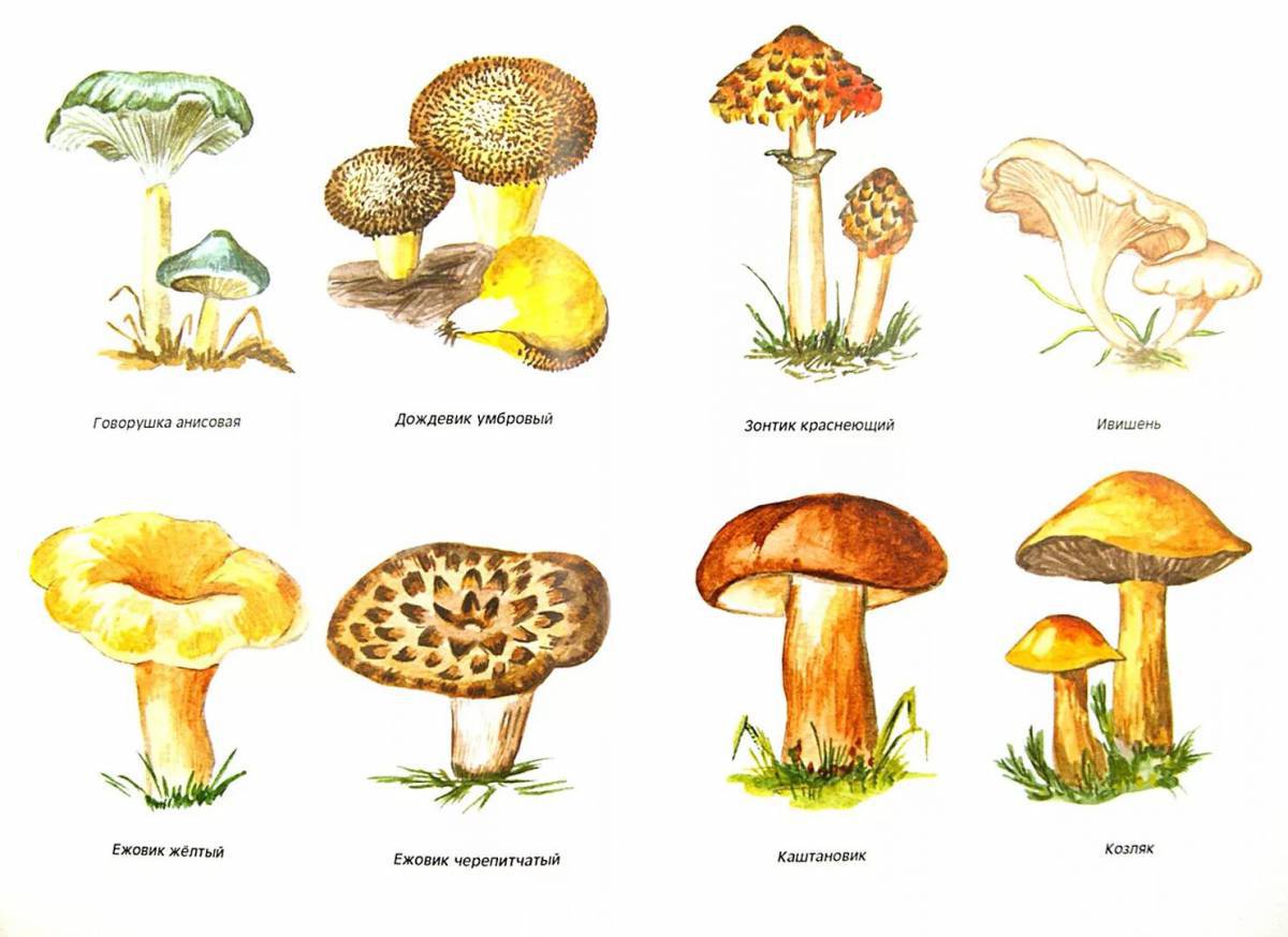 Съедобные и несъедобные грибы для детей #38