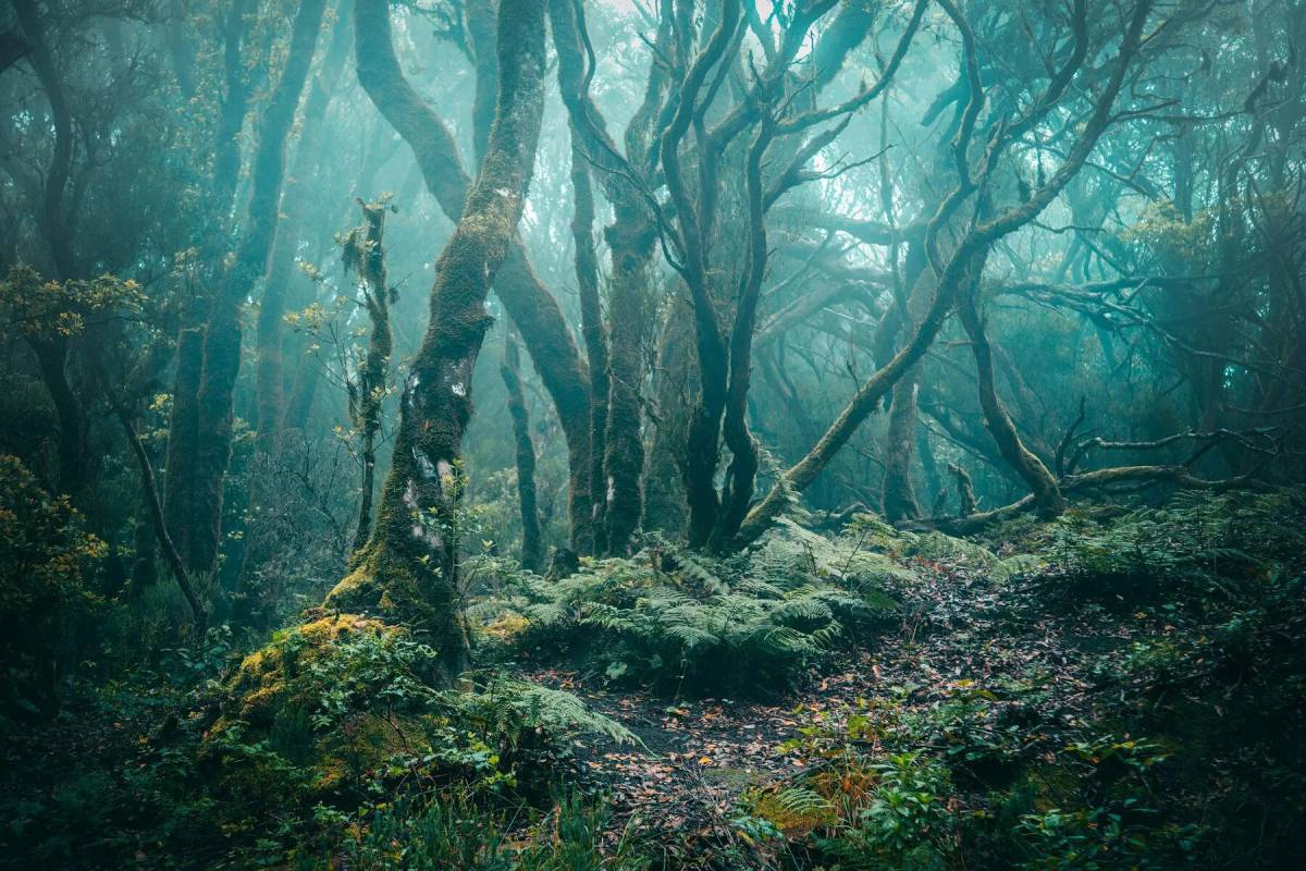 Таинственный лес #14