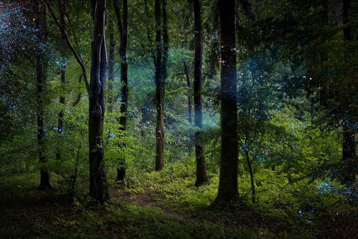 Таинственный лес #30
