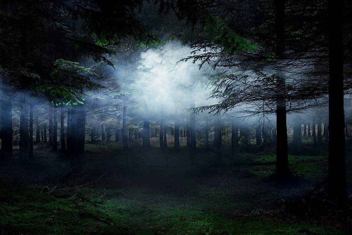 Таинственный лес #34