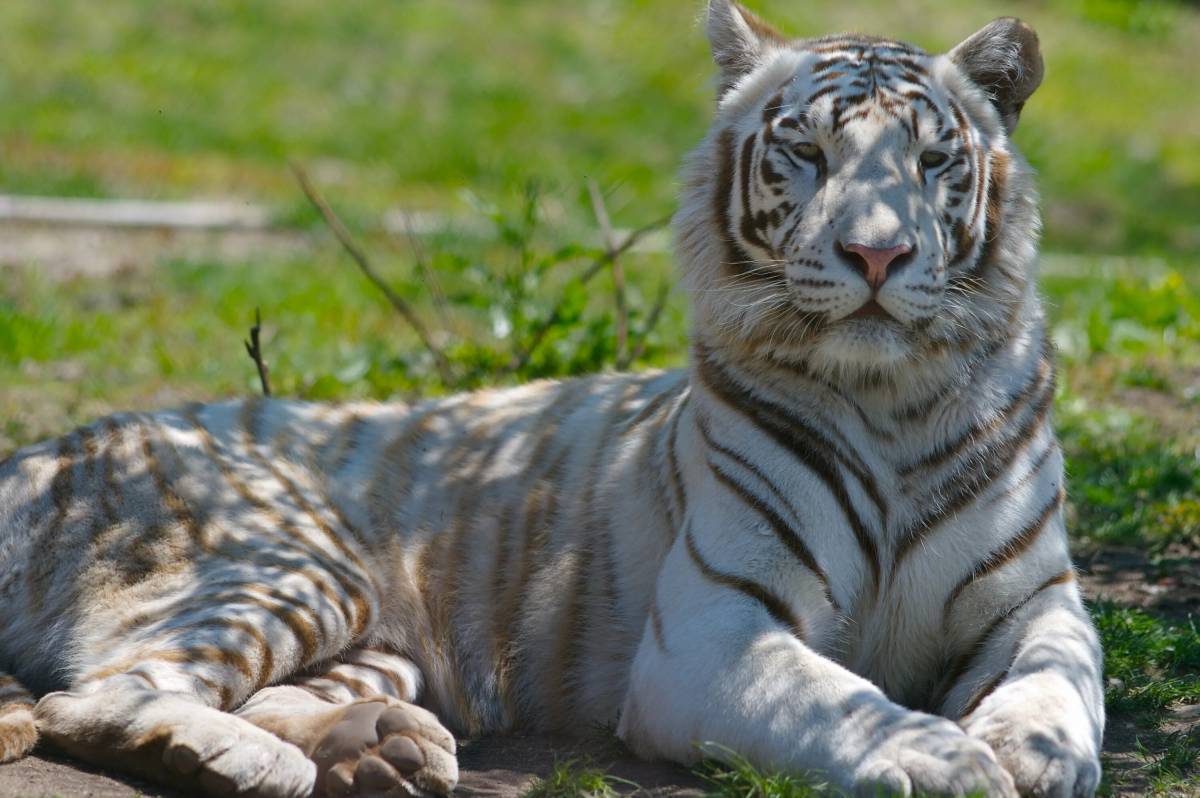 Бенгальские тигры пенза. Бенгальский тигр. Королевский бенгальский тигр. Белый тигр и бенгальский тигр. Белый бенгальский тигр.