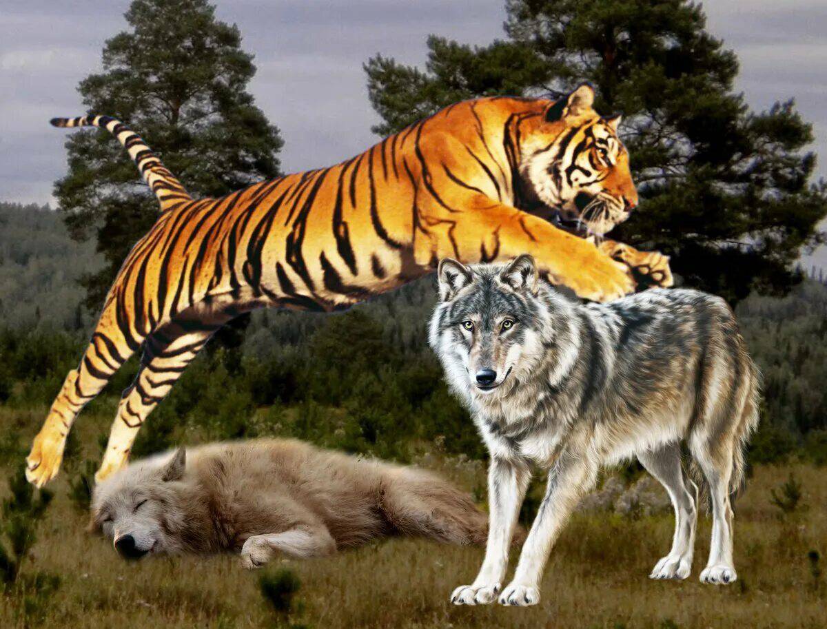 Левый тигр. Амурский тигр и Лев. Амурский тигр против Волков. Стая Волков против тигра. Волк против тигра и Льва.
