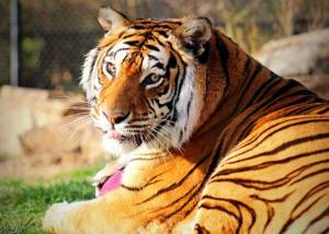Раскраска тигр бенгальский #1 #522309