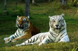Раскраска тигр бенгальский #2 #522310