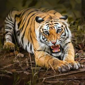 Раскраска тигр бенгальский #3 #522311