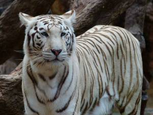 Раскраска тигр бенгальский #4 #522312