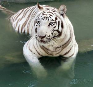 Раскраска тигр бенгальский #6 #522314