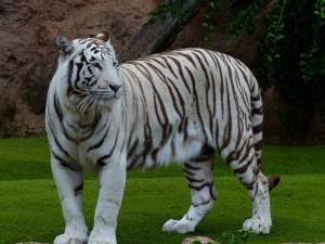 Раскраска тигр бенгальский #7 #522315