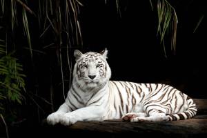 Раскраска тигр бенгальский #8 #522316