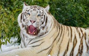 Раскраска тигр бенгальский #9 #522317