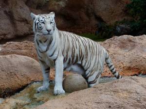 Раскраска тигр бенгальский #10 #522318