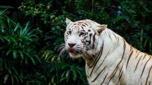 Раскраска тигр бенгальский #11 #522319