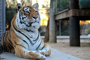Раскраска тигр бенгальский #12 #522320