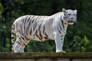 Раскраска тигр бенгальский #13 #522321