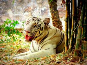 Раскраска тигр бенгальский #14 #522322