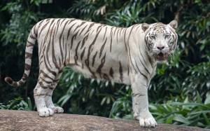 Раскраска тигр бенгальский #16 #522324