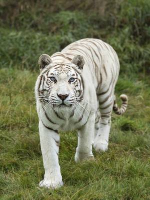 Раскраска тигр бенгальский #17 #522325