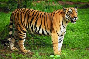 Раскраска тигр бенгальский #19 #522327