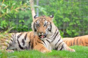 Раскраска тигр бенгальский #20 #522328