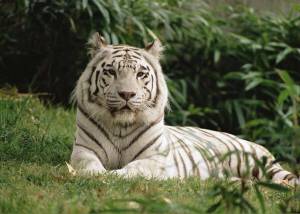 Раскраска тигр бенгальский #21 #522329