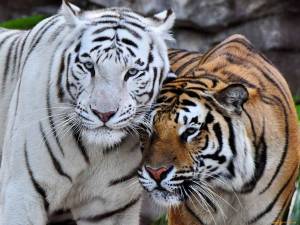 Раскраска тигр бенгальский #22 #522330