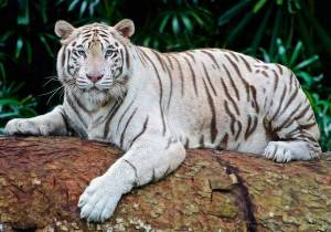 Раскраска тигр бенгальский #24 #522332