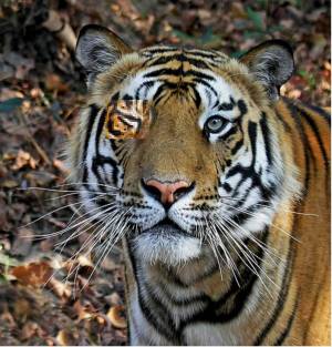 Раскраска тигр бенгальский #25 #522333