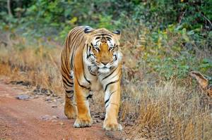 Раскраска тигр бенгальский #26 #522334