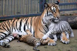 Раскраска тигр бенгальский #27 #522335