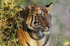 Раскраска тигр бенгальский #28 #522336