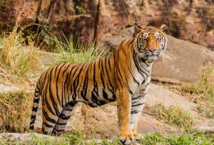 Раскраска тигр бенгальский #29 #522337