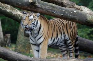 Раскраска тигр бенгальский #31 #522339