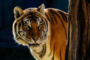 Раскраска тигр бенгальский #34 #522342