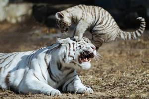 Раскраска тигр бенгальский #35 #522343